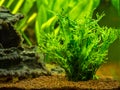 Aquatic fern Microsorum pteropus Ã¢â¬â Windelov isolated on a fish tank with blurred background